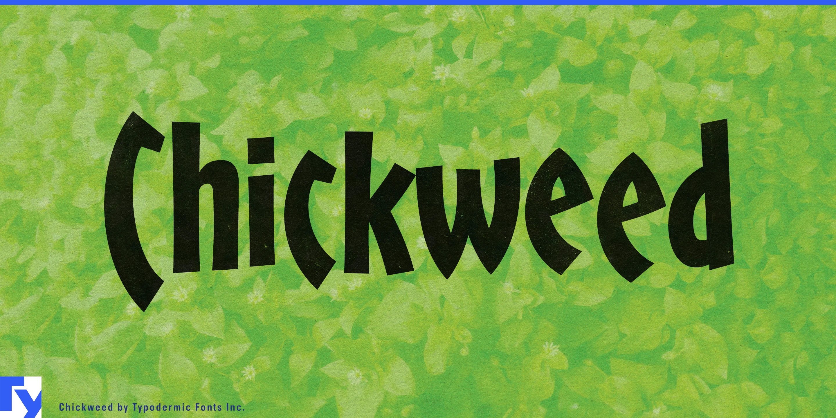 Chickweed specimen 1